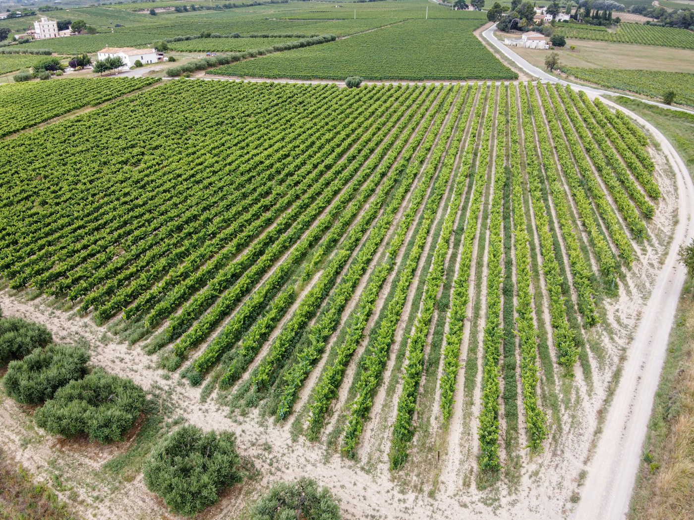 Sonnenlicht über einer mediterranen Weinlandschaft